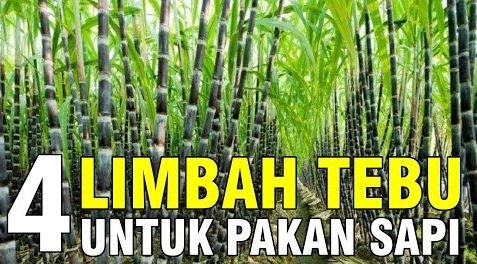 
                                 Pemanfaatan-Limbah-Tanaman-Tebu-Untuk-Pakan-Ruminansia